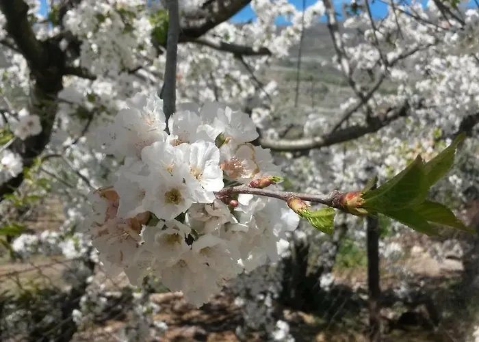La Casita Del Jerte *